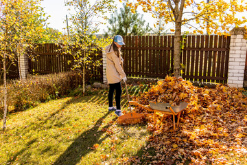Young Woman cleans fallen maple autumn leaves in the garden.