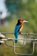 bird on a wire