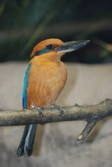 Micronesian  Kingfisher Side View