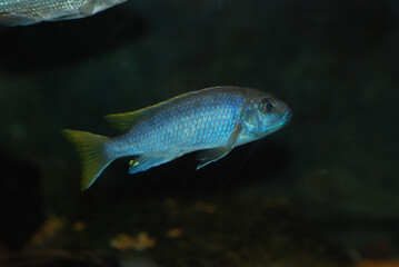 Blue-Yellow Cichlid
