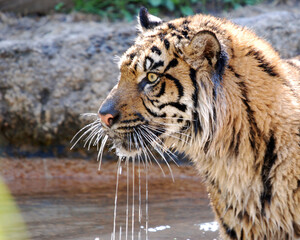 Bengal Tiger in Water
