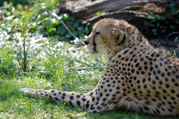 Relaxing Cheetah
