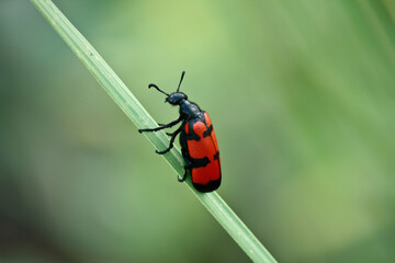 bug on a grass blade
