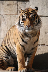 Fototapeta na wymiar Bengal Tiger 