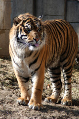 Standing Bengal Tiger
