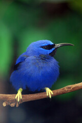 Purple Honeycreaper Profile
