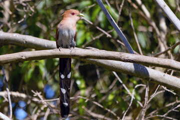 A Squirrel Cuckoo also know Alma de Gato or Cuco Ardilla perched on a branch. Species Piaya cayana.  Animal world. Bird lover. Birdwatching. Birding.