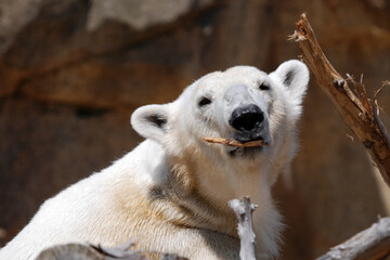 Polar Bear Cheweing on Wood
