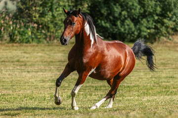 Fototapeta na wymiar Portrait of a bay pinto arabian crossbreed horse gelding galloping across a meadow in summer outdoors