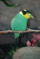 Perched Long-tailed Broadbill
