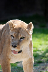 Lioness
