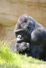 Relaxing Gorilla
