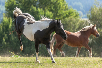 A mixed herd of horses having fun on a summer pasture outdoors. Horses in motion