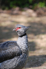 Crested Screamer Portrait
