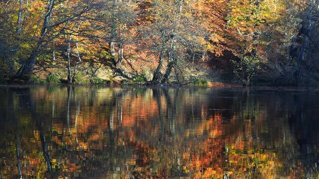 Yedigoller National Park at Bolu, Turkey. Sunny day on the shore of a forest lake early autumn. Trees with green, yellow and red leaves reflect in the water. 
