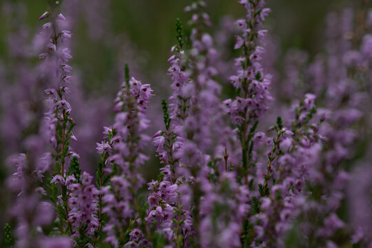 Close-up of delicate violet heathers (Calluna vulgaris) in forest. Blurry heathers in background and in the foreground. Wild nature. Selective focus.
