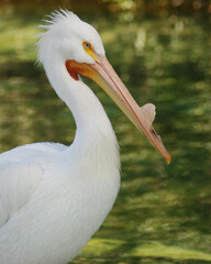 American Pelican Portrait
