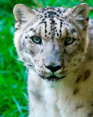 Snow Leopard Portrait

