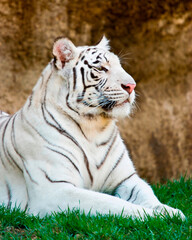 White Bengal Tiger
