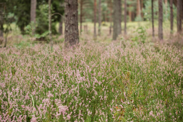 Close-up of delicate pink heathers (Calluna vulgaris) with blurry pine tree trunks in background. Wild nature. Beautiful moment and peaceful atmosphere in nature.