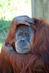 Fototapeta premium Orangutan Portrait 