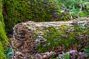 Fungi beautiful decorates this fallen tree in a forest.