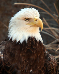 Bald Eagle Closeup
