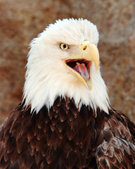 Bald Eagle Screech
