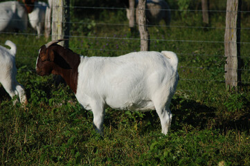 Pregnant female Boer goat walking in the green pastures of the farm