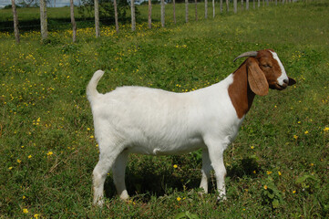 Naklejka na ściany i meble Beautiful female Boer Goats on the farm