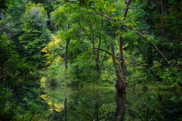 Water surrounds a tree in this tranquil wooded setting in Tennessee.