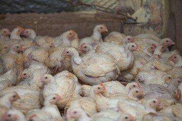 Corral de engorde de gallinas.