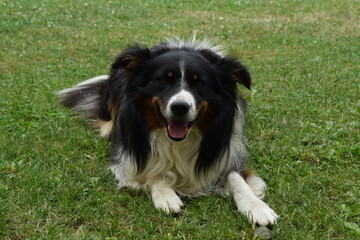 Fototapeta premium border collie puppy