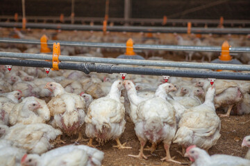 Corral de engorde de gallinas.