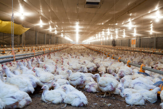 Corral de engorde de gallinas.