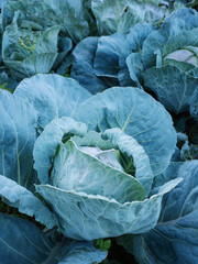 Fototapeta premium Fresh ripe head of green cabbage (Brassica oleracea) with lots of leaves growing in homemade garden, short before the harvest. Organic farming, healthy food, BIO viands, back to nature concept.