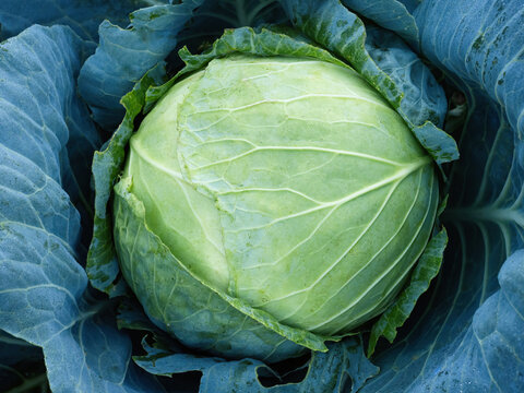 Close-up of fresh ripe head of green cabbage (Brassica oleracea) with lots of leaves growing in homemade garden, short before the harvest. Organic farming, healthy food, BIO viands, back to nature.