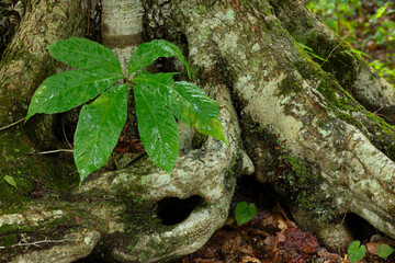 Large green leaf's for a plant grows in the roots of a tree.