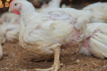 Corral de engorde de gallinas.