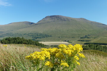 flowers in the mountains