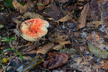 Decaying leaves provides nourishment for mushroom to grow.