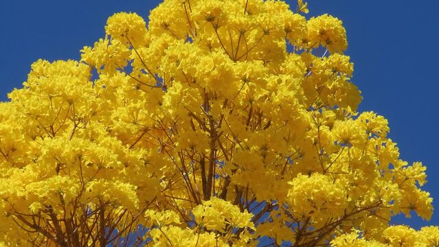 Magnificent Tree Of Yellow Flowers In The Blue Sky. Handroanthus Albus, The Golden Trumpet Tree.