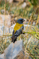 Cometocino Andino
Chile