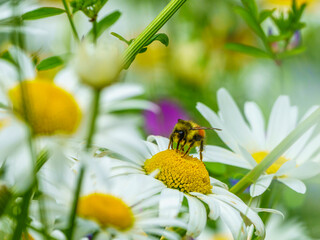 Honey Bee on Oxeye Daisy