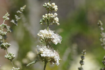 Close up of white flowers of Chasteberry, Abraham's balm, lilac chastetree, monk's pepper (Vitex agnus castus 'Alba'). Family Lamiaceae. Blurred Dutch garden, Summer