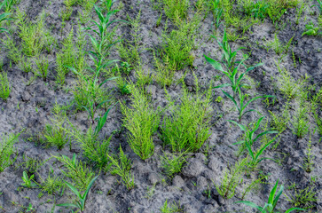Obraz premium Young field of corn with weeds.