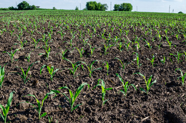 Young shoots of corn. A green young cornfield.