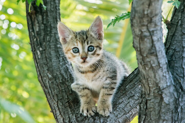 Little tabby kitten plays among tree branches closeup