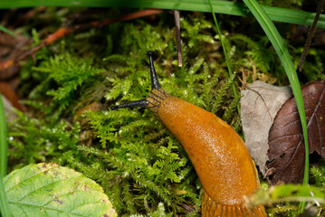 Rote Wegschnecke auf Moos