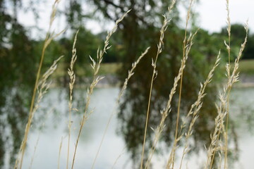 reeds in the water
